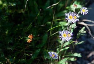 Leafy Aster