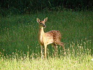 White Tailed Deer