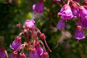 Mountain Heather