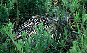 Long-billed Curlew