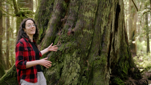 What is an old-growth forest_ A video series by Sierra Club BC