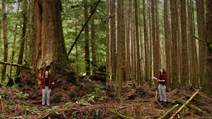 What is the difference between young and old forests_ A video series by Sierra Club BC