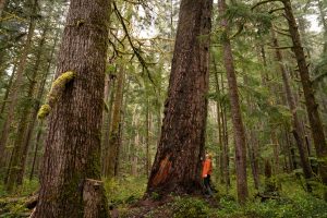 A woman in orange stands in an old-growth forest. She appears tiny beside a centuries-old cedar.