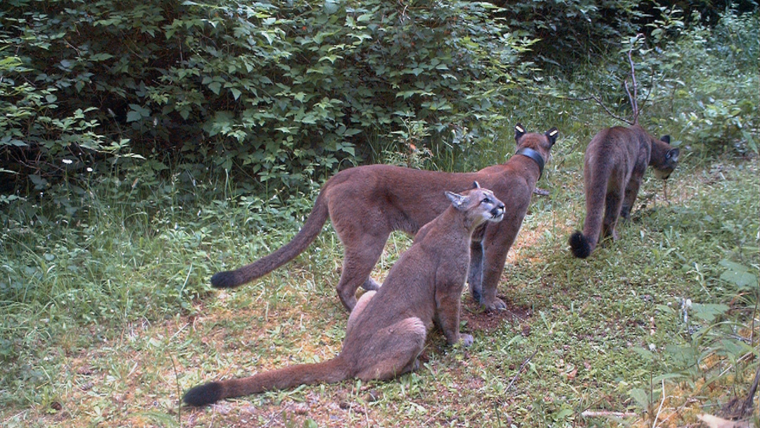cougar, sooke, sooke hills, wildlife