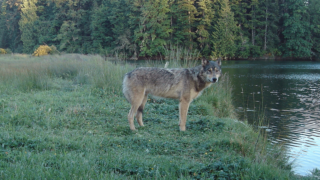 wolf, wolves, wildlife, bc,, sooke, sooke hills