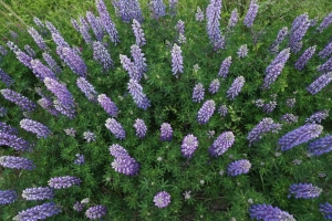 Nootka lupine. Photo by Alan Grinberg