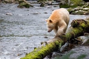 spirit bear
